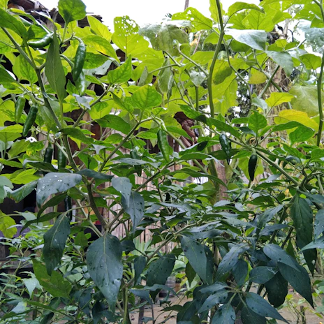 Field of healthy pepper plants with visible natural pest control methods in use.