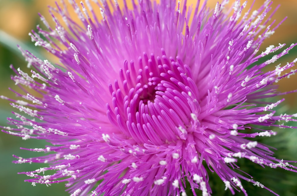 purple and white flower in macro lens