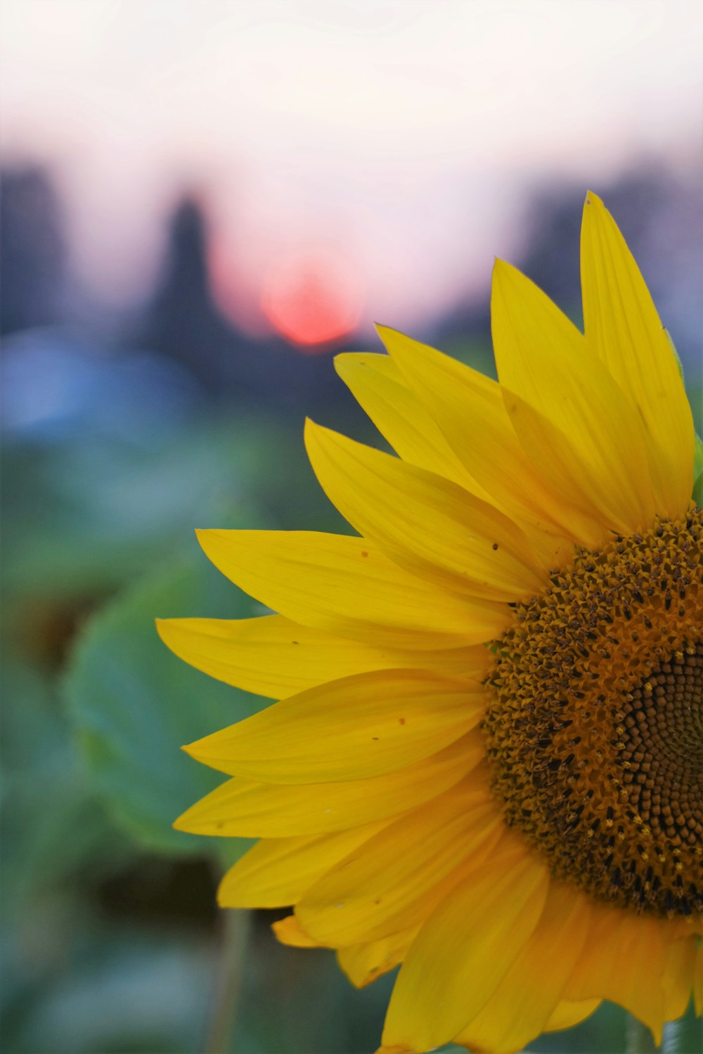 yellow sunflower in tilt shift lens