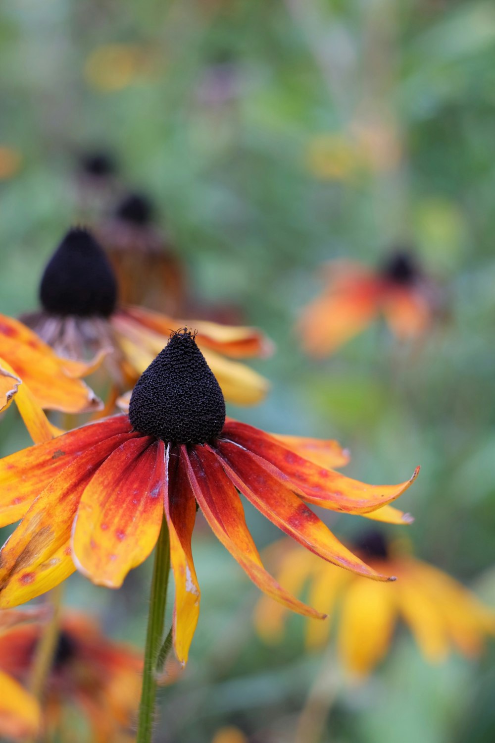 yellow sunflower in tilt shift lens