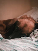A rescued dog resting peacefully in a cozy shelter bed.