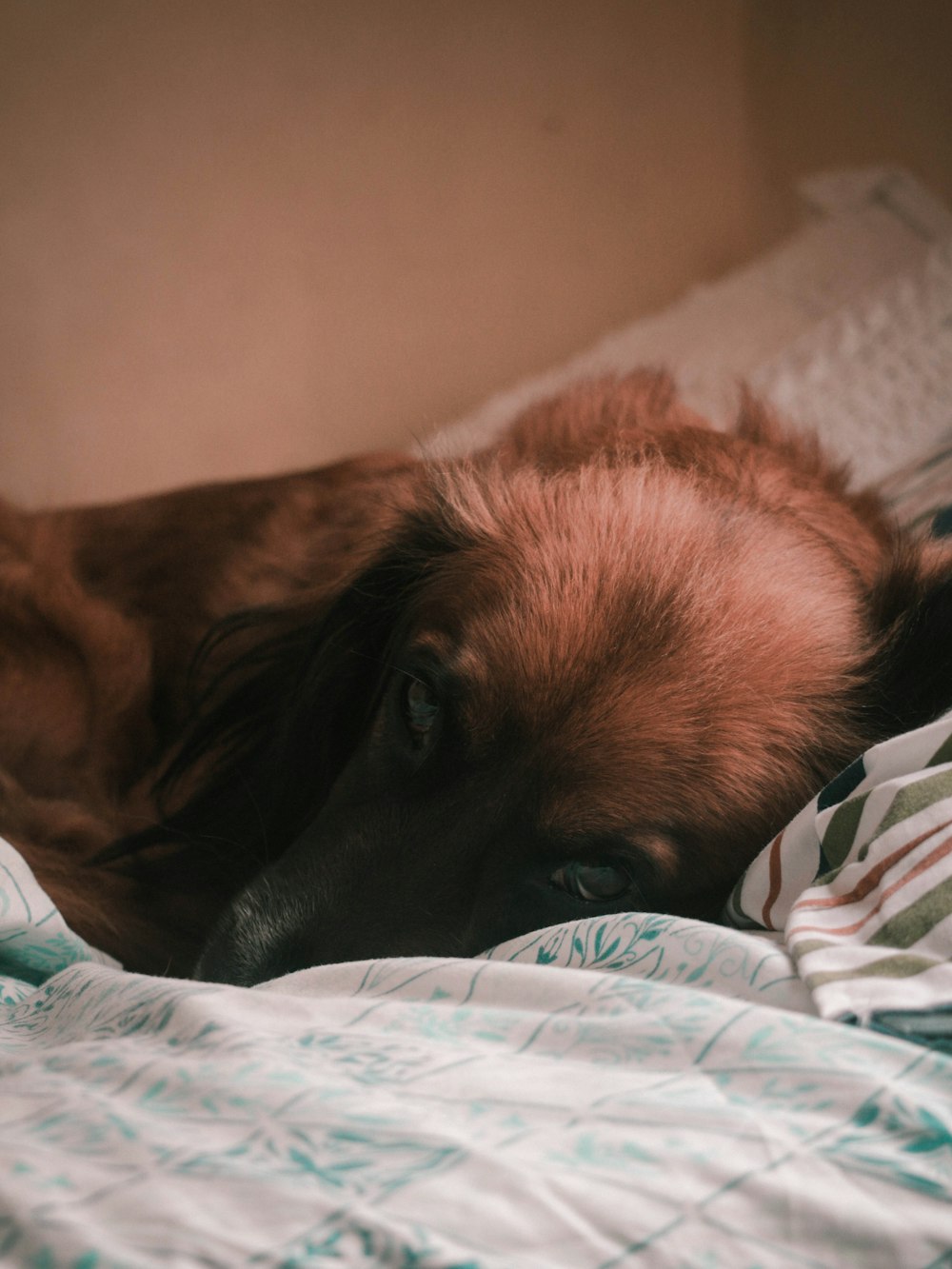brown and black short coated dog lying on bed