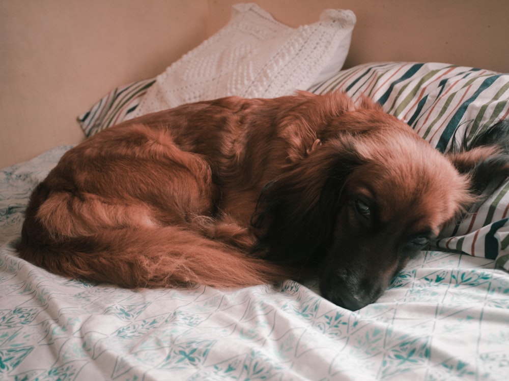 brown long coated dog lying on bed