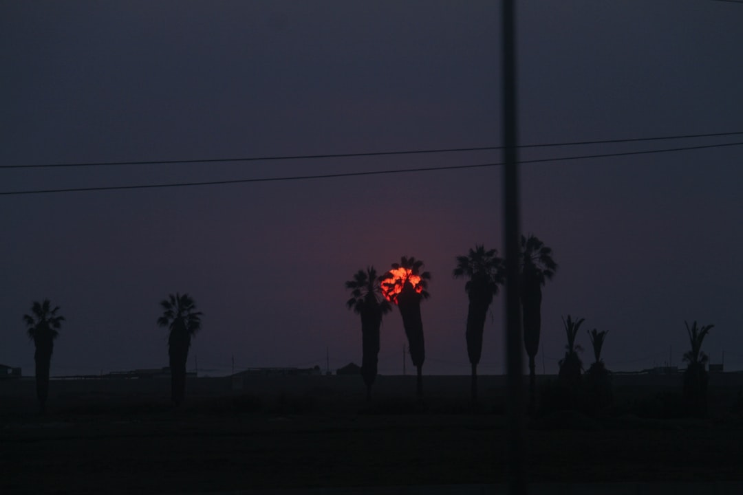 silhouette of trees under gray sky