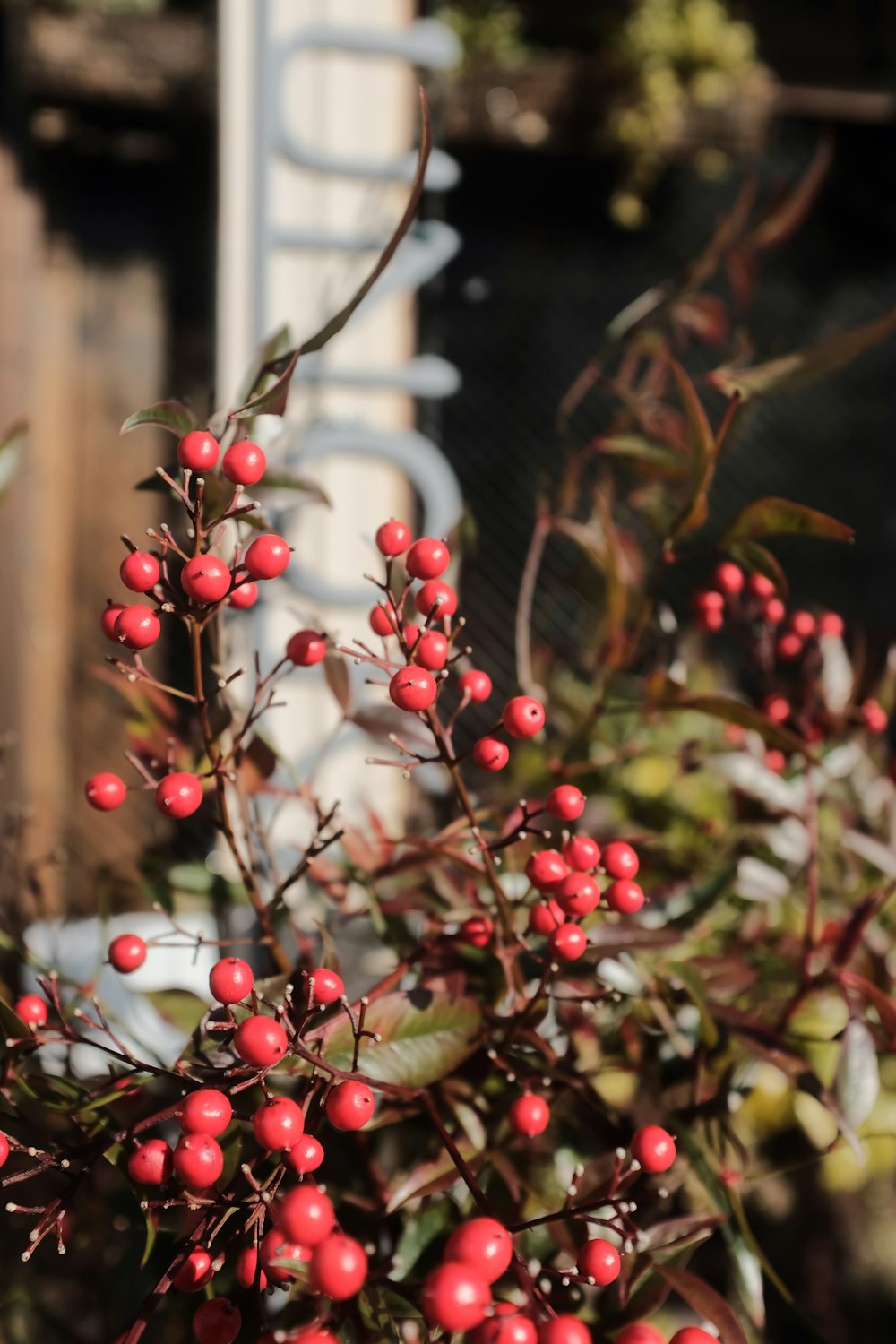 red round fruits on green grass during daytime