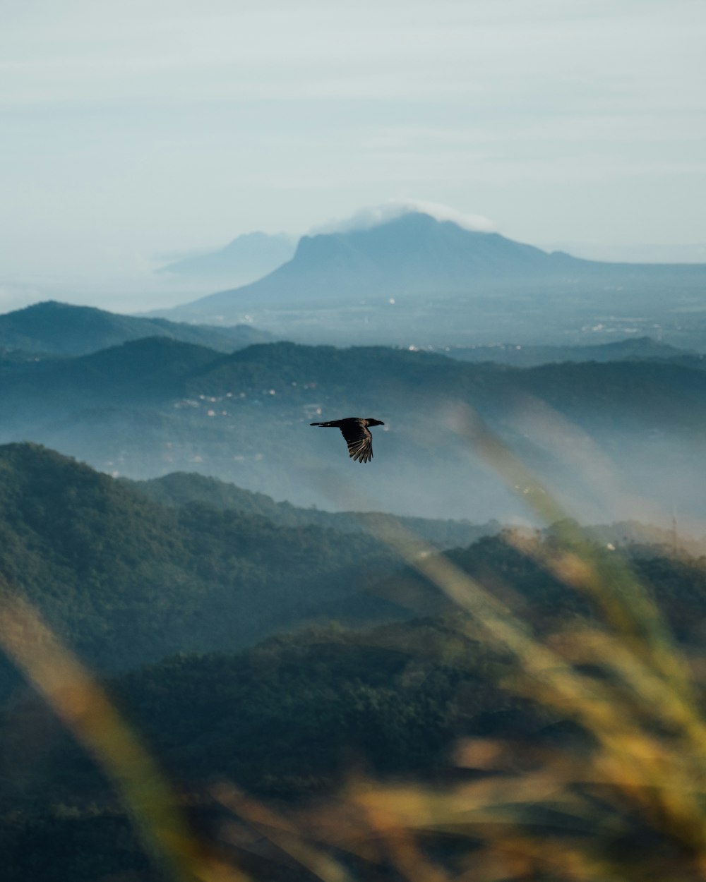 black bird flying over the mountain during daytime