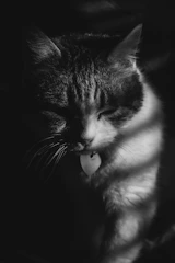 A cozy black-and-white cat curled up inside a glowing heart-shaped frame.