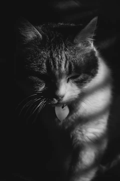 A cozy black-and-white cat curled up inside a glowing heart-shaped frame.