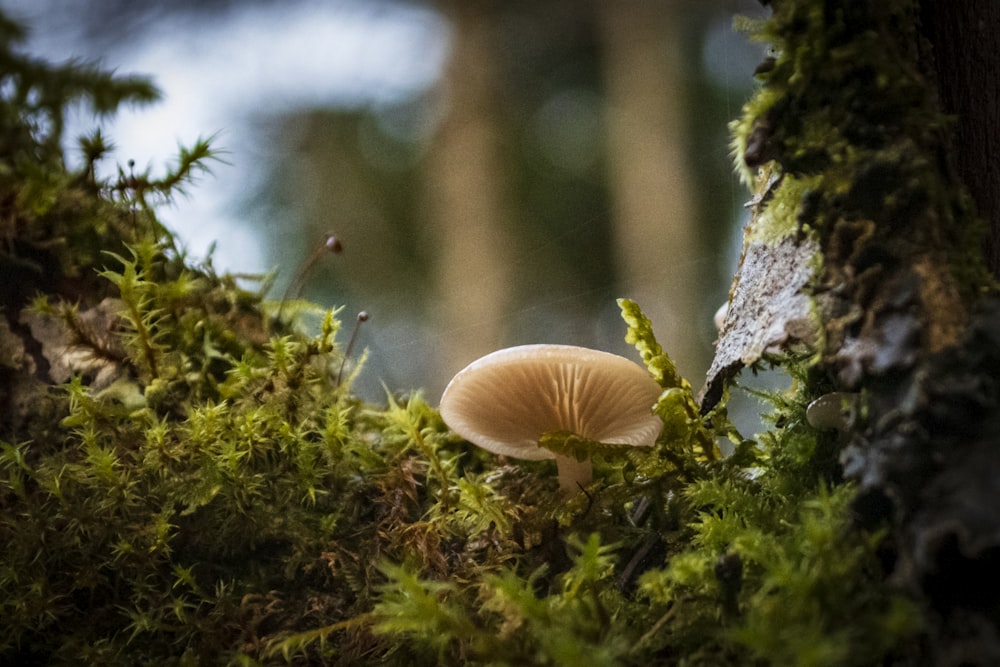 white mushroom on green grass during daytime