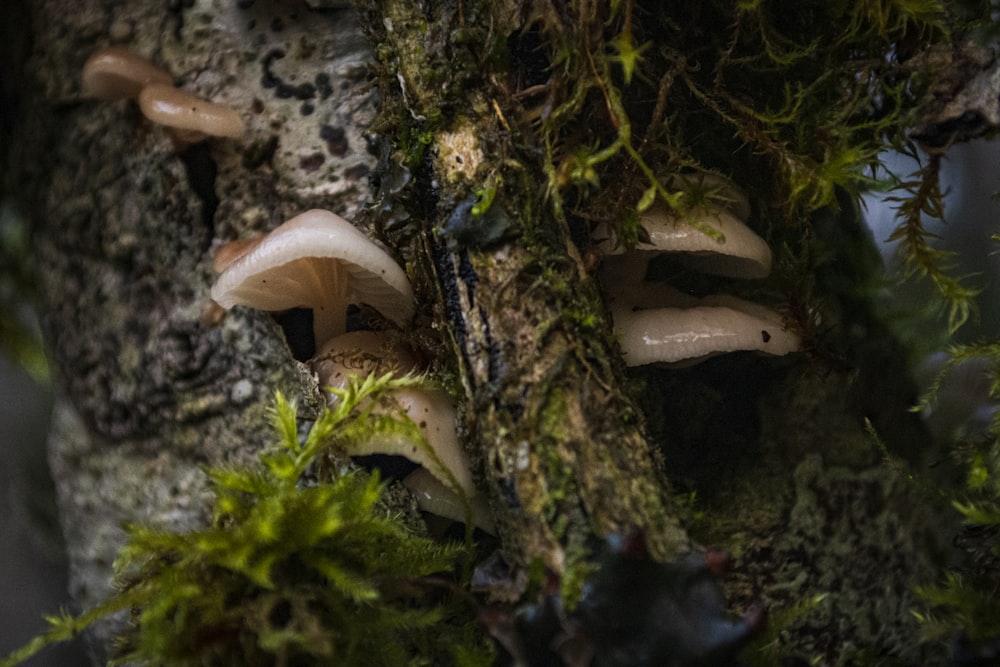 white mushroom on green grass