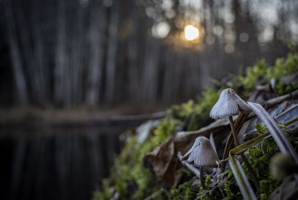 white mushroom in tilt shift lens