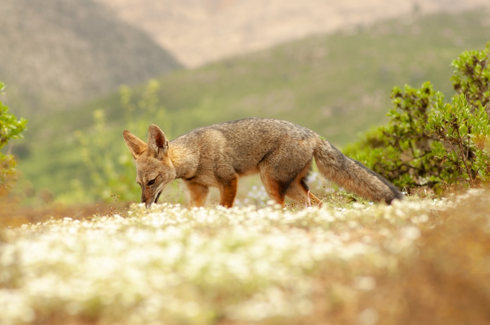 brown fox on green grass during daytime