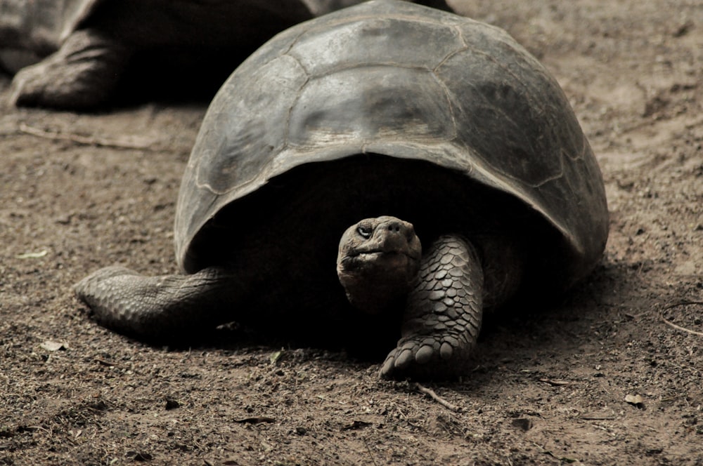 brown turtle on brown sand during daytime