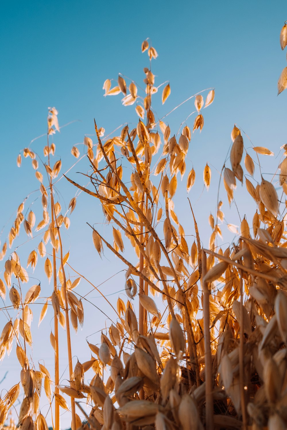 brown wheat field during daytime