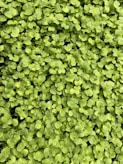 A lush, dense layer of small, vibrant green leaves covers the entire frame. The leaves appear to be young and fresh, indicating a bed of healthy seedlings or microgreens growing closely together.