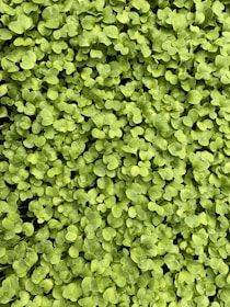 A lush, dense layer of small, vibrant green leaves covers the entire frame. The leaves appear to be young and fresh, indicating a bed of healthy seedlings or microgreens growing closely together.