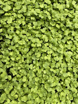 A lush, dense layer of small, vibrant green leaves covers the entire frame. The leaves appear to be young and fresh, indicating a bed of healthy seedlings or microgreens growing closely together.