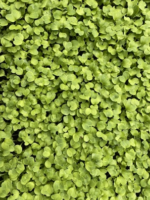 A lush, dense layer of small, vibrant green leaves covers the entire frame. The leaves appear to be young and fresh, indicating a bed of healthy seedlings or microgreens growing closely together.