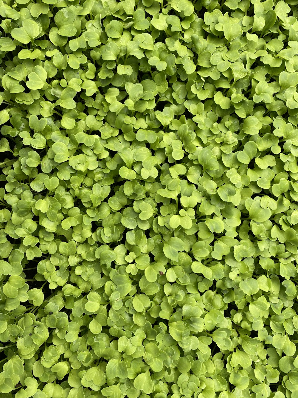 green leaves plant during daytime