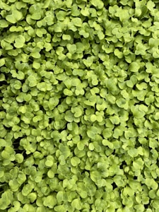 Microverdes Tradicionais