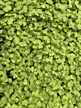 A lush, dense layer of small, vibrant green leaves covers the entire frame. The leaves appear to be young and fresh, indicating a bed of healthy seedlings or microgreens growing closely together.