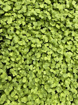 A lush, dense layer of small, vibrant green leaves covers the entire frame. The leaves appear to be young and fresh, indicating a bed of healthy seedlings or microgreens growing closely together.