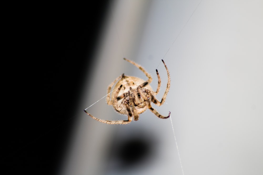 brown and black spider in close up photography