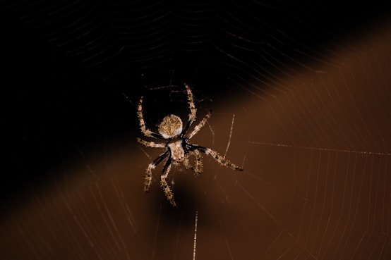 brown and black spider on web in close up photography