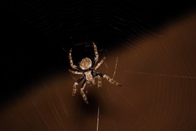 brown and black spider on web in close up photography