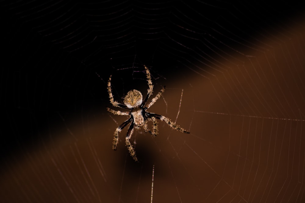 brown and black spider on web in close up photography