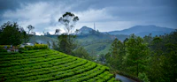 Best Eco-Friendly Resorts and Sustainable Stays in Munnar