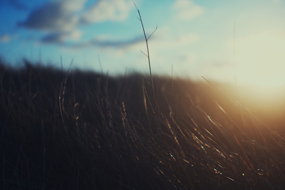 brown grass under blue sky during daytime