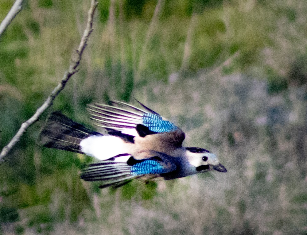 blue and white bird on tree branch during daytime