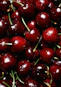 red cherry fruit in close up photography