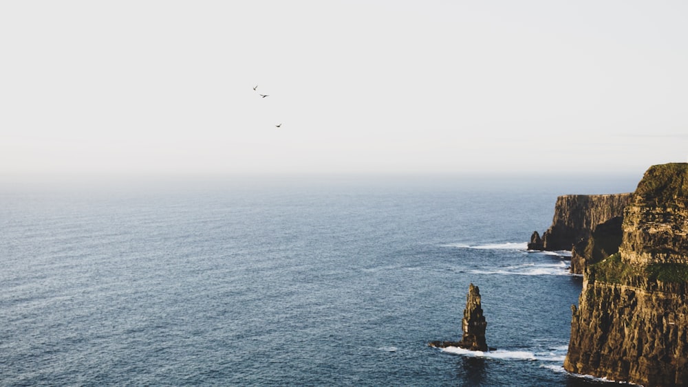 birds flying over the sea during daytime