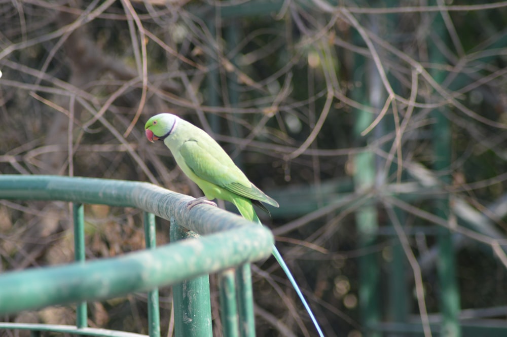 green and yellow bird on brown wooden stick