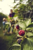A close-up of ripe blackberries on a bush with lush green leaves. In the blurred background, two people are visible, suggesting a pastoral or agricultural setting.