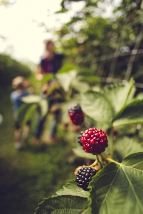 A close-up of ripe blackberries on a bush with lush green leaves. In the blurred background, two people are visible, suggesting a pastoral or agricultural setting.