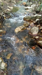 A gentle stream flowing over smooth, round stones surrounded by dense foliage and earthy terrain. The water appears clear and moves with a calming, natural energy.