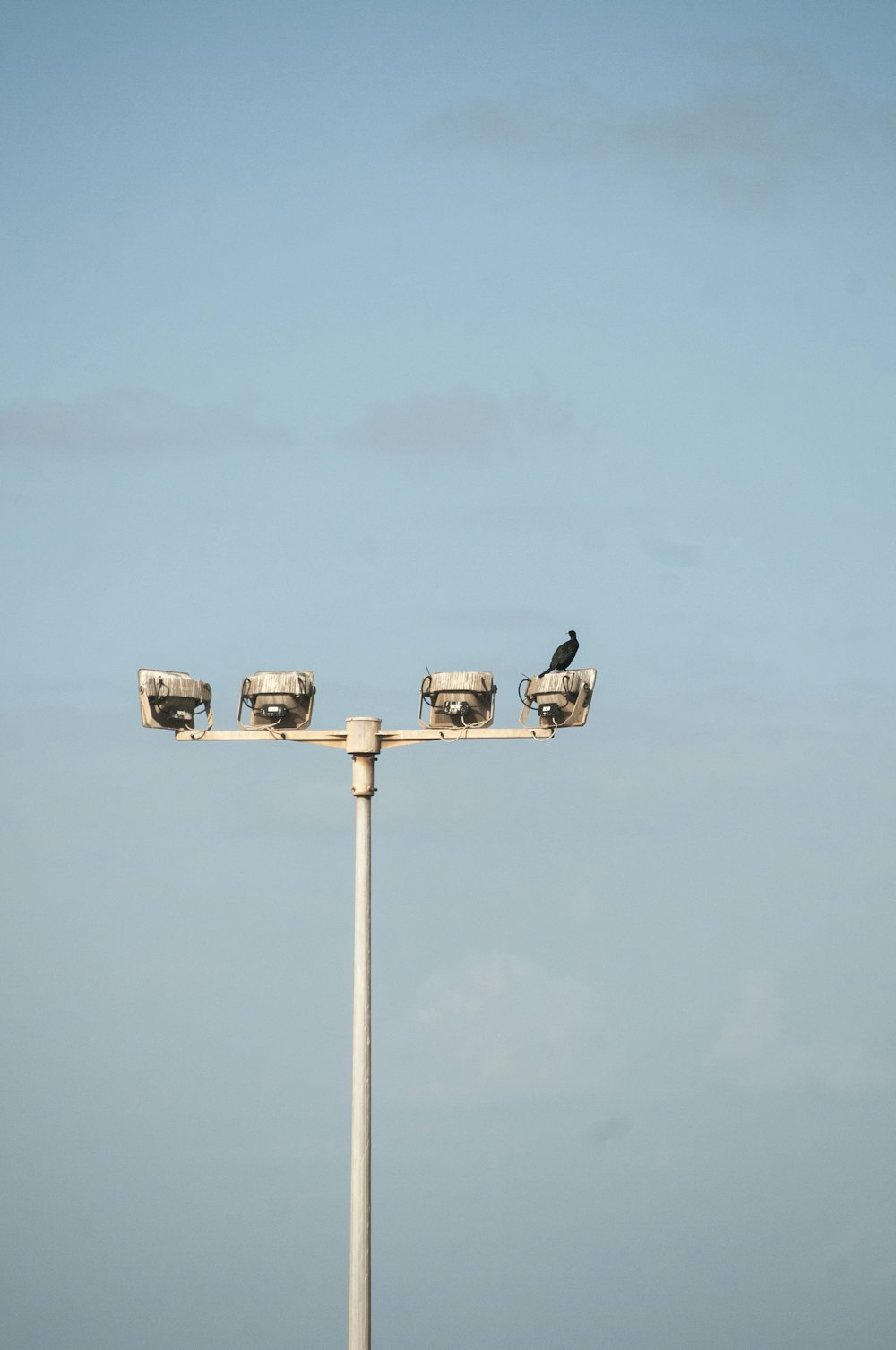 black and white bird on black metal light post under blue sky during daytime