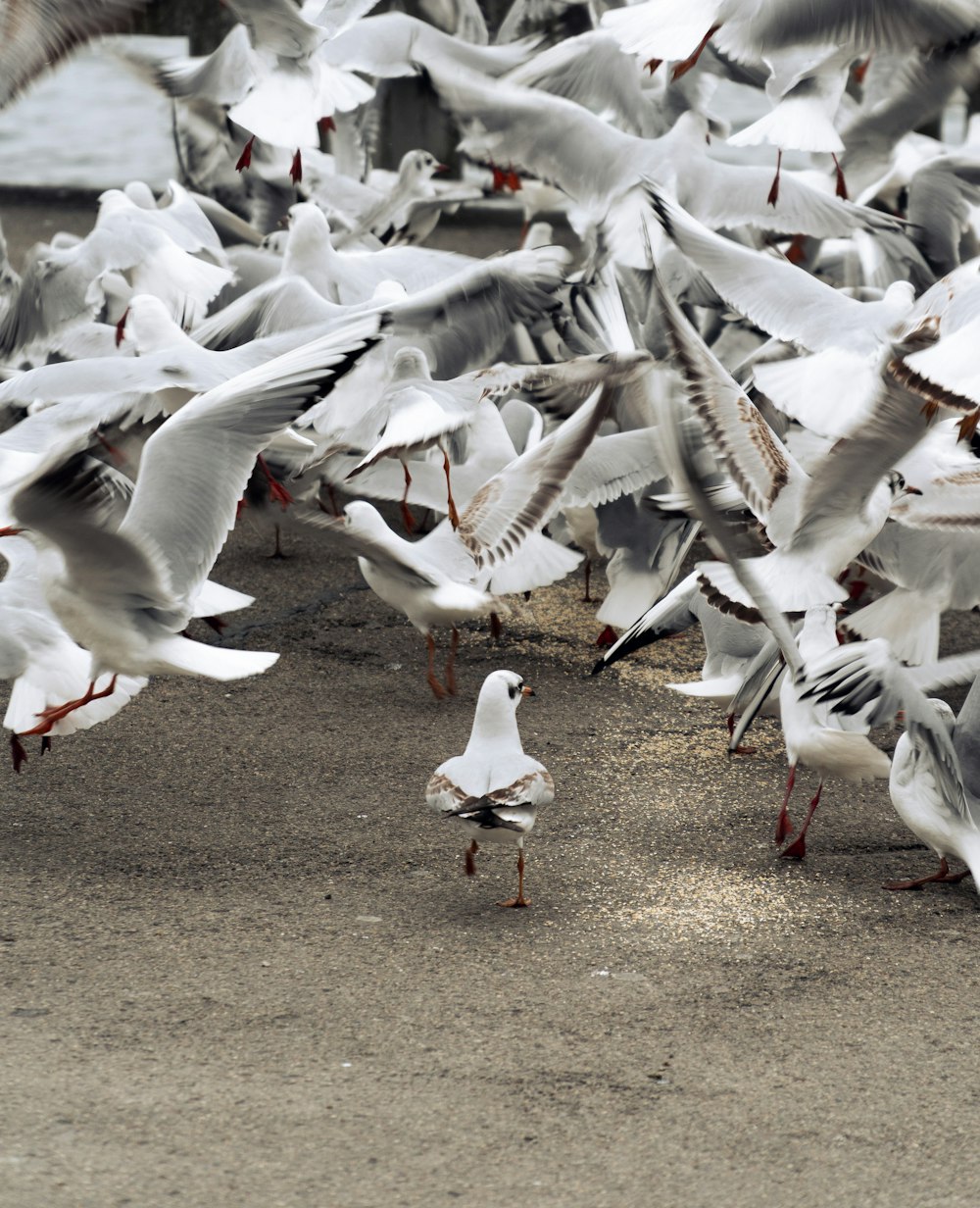 flock of white birds on brown soil during daytime