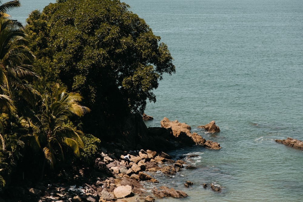 green trees on rocky shore during daytime