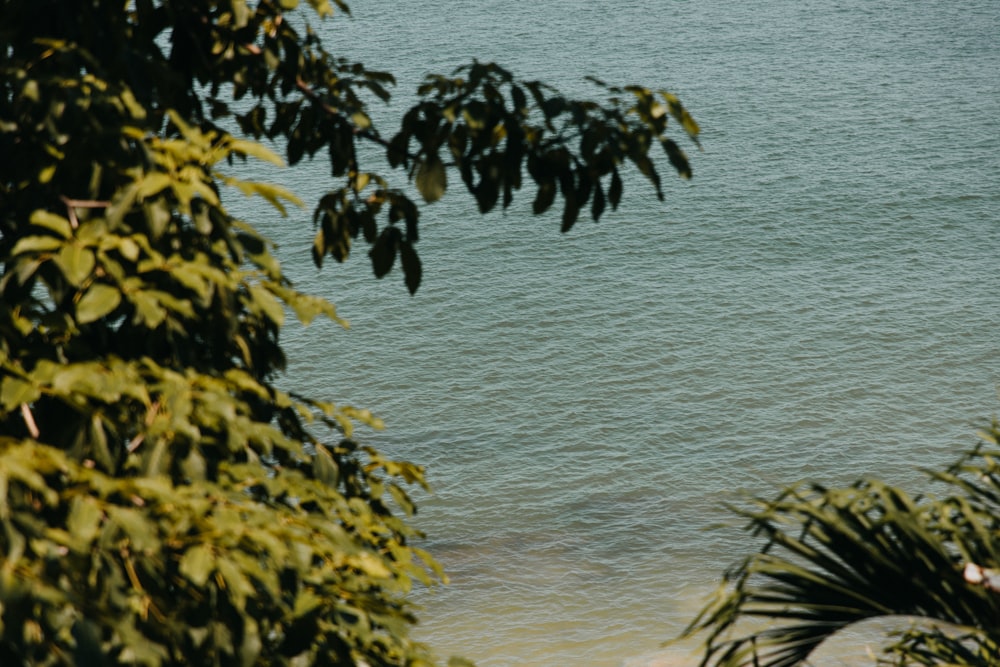 green and yellow leaves near body of water during daytime