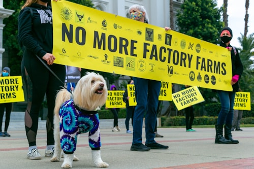A group of people holding a large yellow banner with the words 'No More Factory Farms' are gathered in a public space. A dog in a blue and purple tie-dye sweater is standing in the foreground, adding a playful element to the scene. Other individuals in the background hold smaller, similar signs. The people appear to be dressed warmly, indicating possible cooler weather.