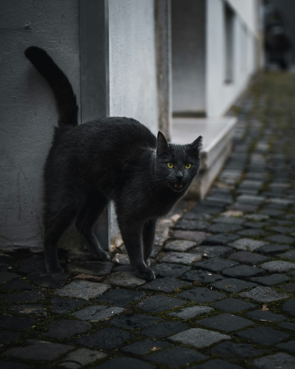black cat walking on brick floor during daytime