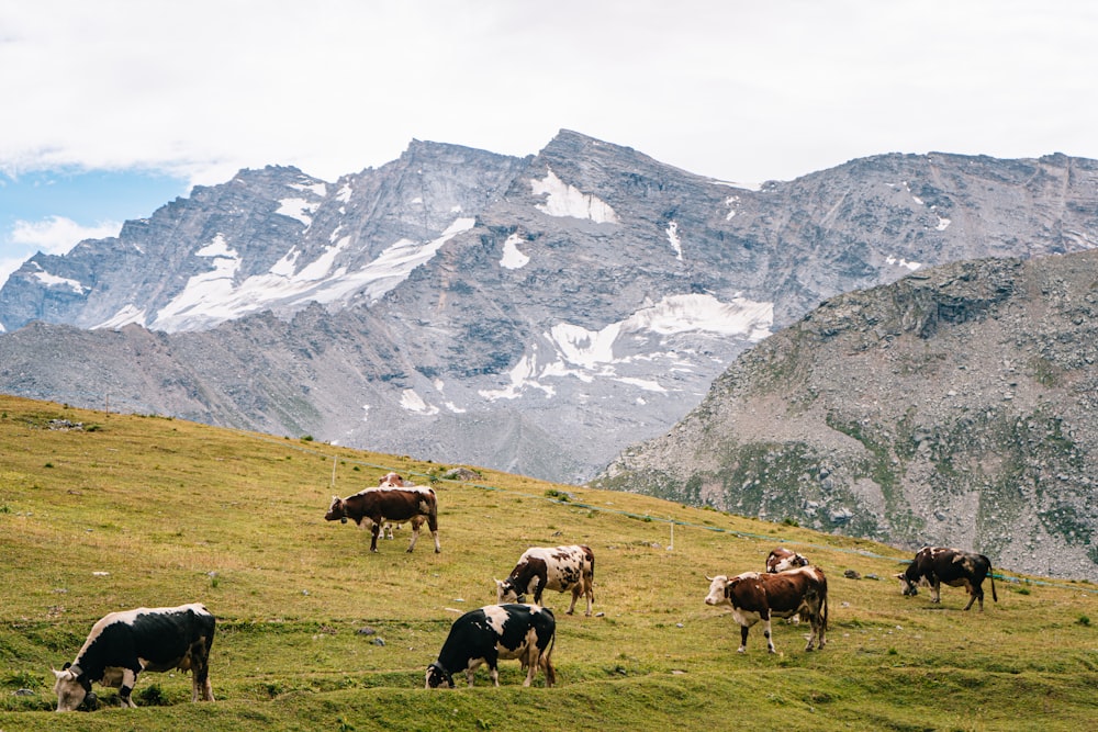 herd of cow on green grass field near snow covered mountain during daytime