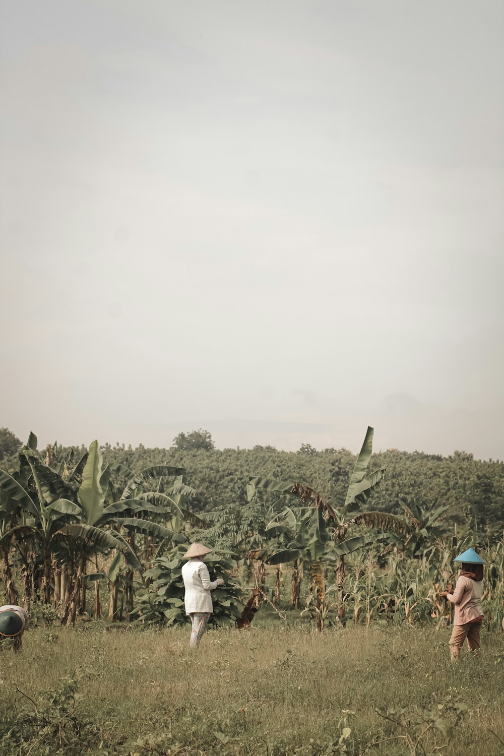 people standing near green plants during daytime