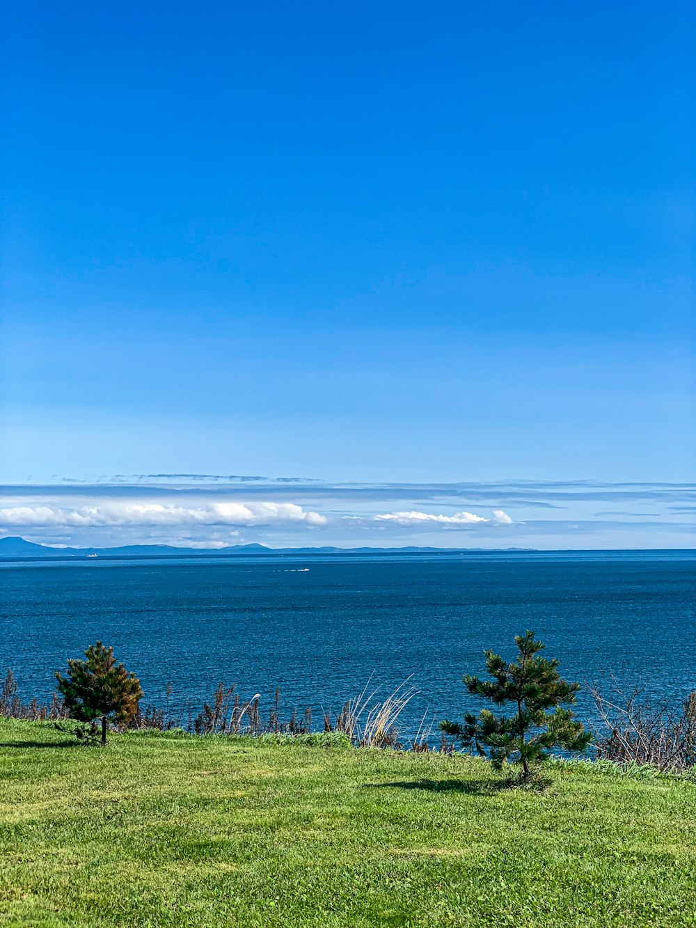 green trees near body of water under blue sky during daytime