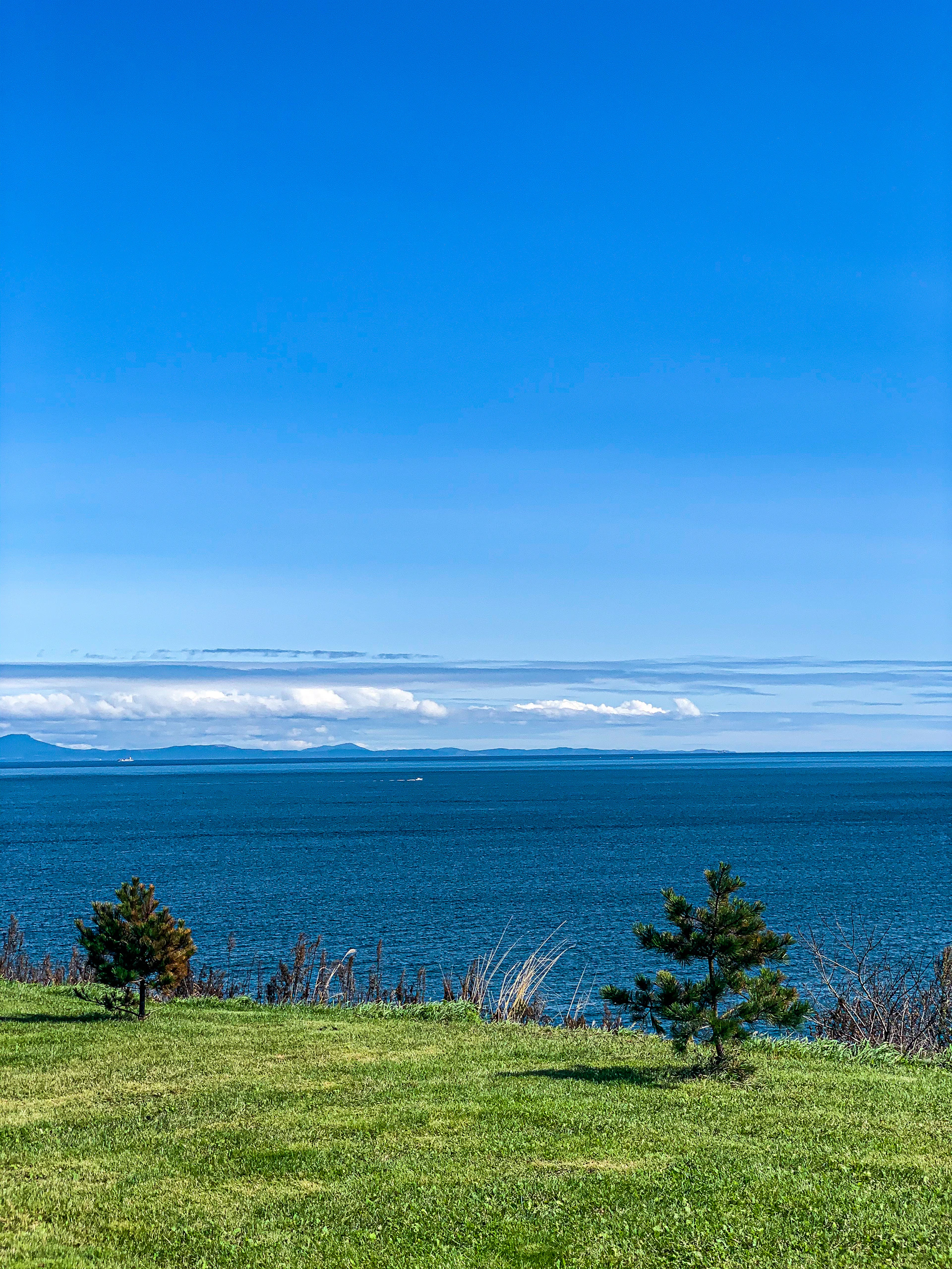 green trees near body of water under blue sky during daytime