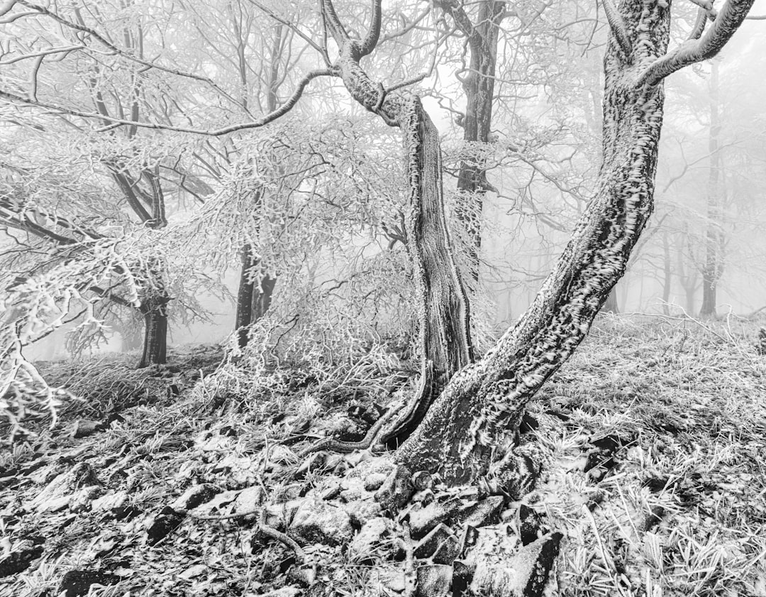 grayscale photo of bare trees